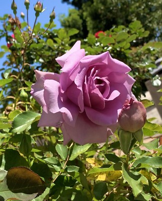 Blue Moon Hybrid Tea Rose Bush – Fragrant Icy Blue/Lilac Blooms, Potted In 3 Litre Pot, Outdoor Garden Plant-953180