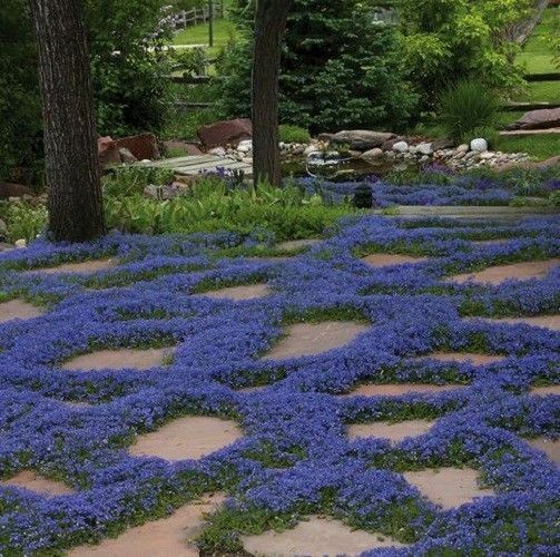 Unknown Rainbow Creeping Thyme Plants Blue Rock CRESS Plants - Perennial  Ground Cover Flower ,Natural Growth for Home Garden 200 PcsBag - (Color:  Mixed) 