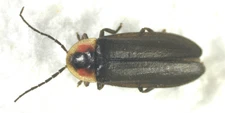 Lightning Bug: Pyropyga decipiens (Lampyridae) US Coleoptera Insect Specimen