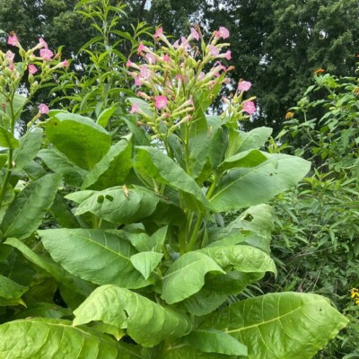 buy tobacco leaves uk 20 Rare Golden Virginia Tobacco Seeds