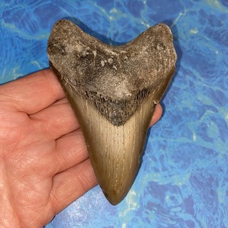MEGALODON SHARK TOOTH 4.33” HUGE TEETH MEG SCUBA DIVER DIRECT FOSSIL NC 2048