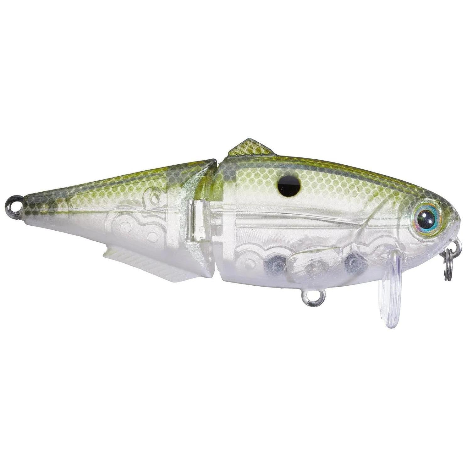 Green Gizzard Shad