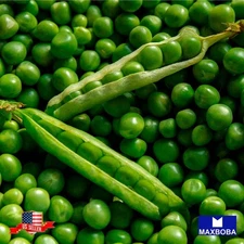 Premium Fresh 200 Seeds Pea Thomas Laxton Non-GMO Heirloom