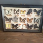 15 papillons exotiques réel - taxidermie - Naturalise