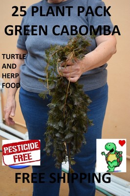 Cabomba Plant Care: Green, Purple & Red Leaves
