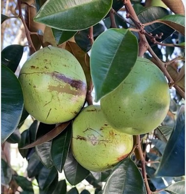 Caimito Green 15 Seeds Star Apple Chrysophyllum cainito Exotic