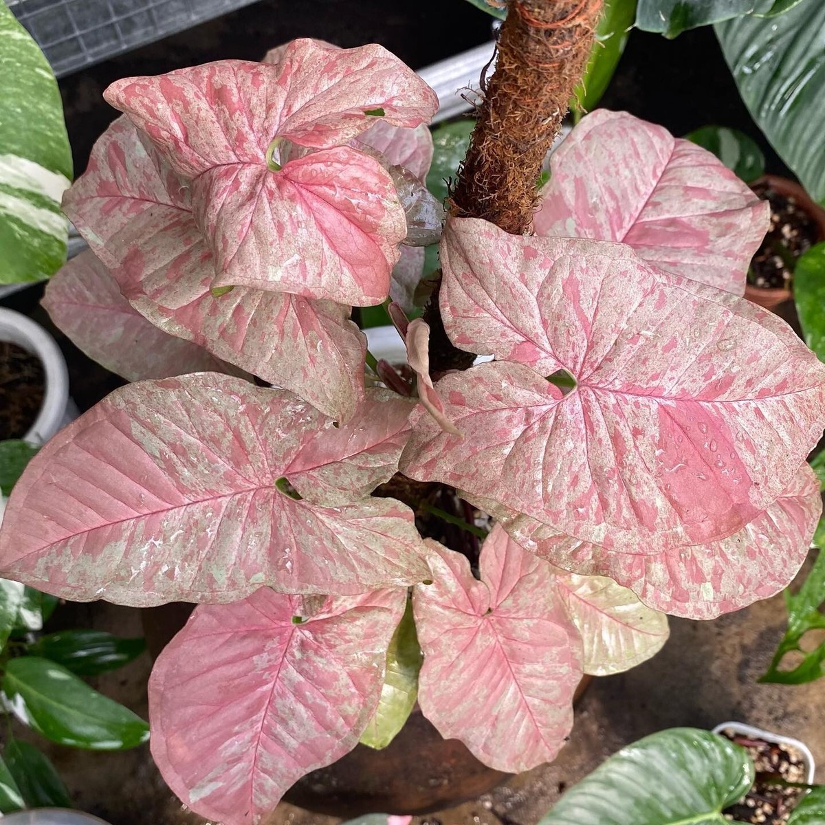 hanging plant for balcony Casa De Amor Colorful Round Shape Railing, Balcony Hanging Metal Plant