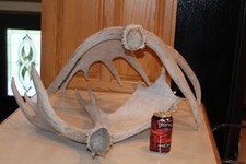 2 Moose Shed Antlers Whitetail Deer Mule Log Cabin Decor Taxidermy Elk Horn Bone