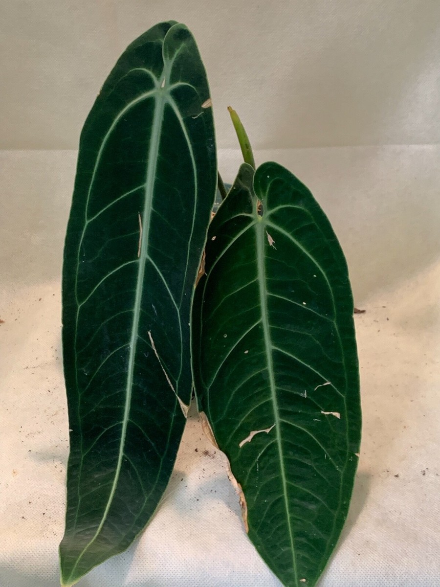 anthurium indoor plant Buy Anthurium Red Plant main image 1