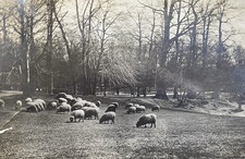 Central Park Sheep Meadow New York Early 1900s Original Antique Photo