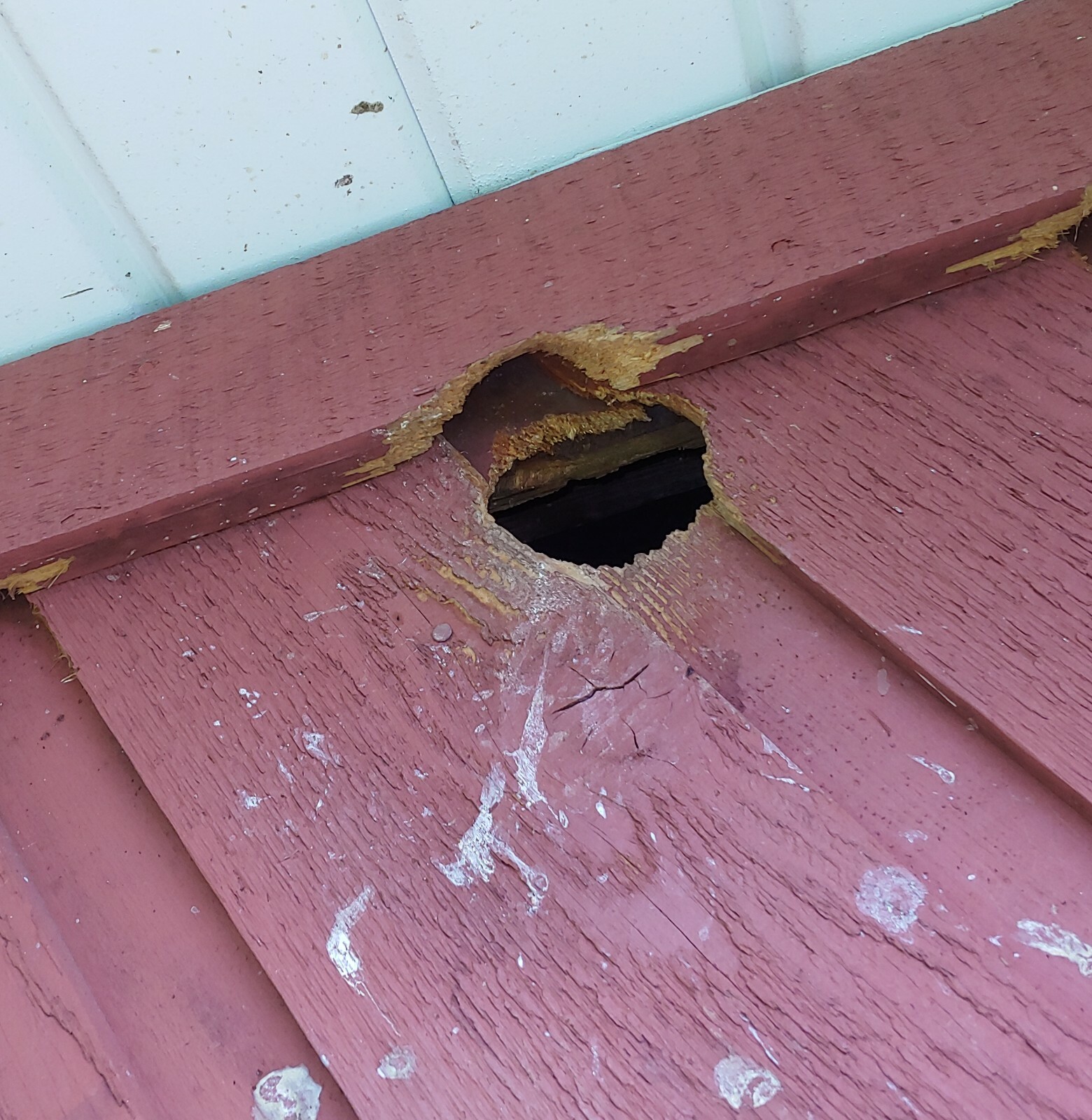 Woodpecker Deterrent | Flicker Repellent | Scare Woodpeckers off House