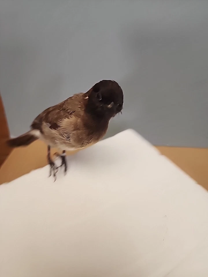 JBH30 Pluma Elevada Bombilla Común Montaje Pájaro Taxidermia Foto 3 de 4