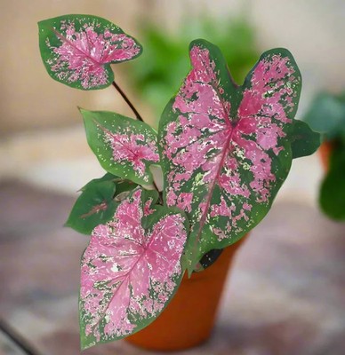 SALE! Fancy-Leaf CALADIUM Bulbs~YOU CHOOSE COLOR & QTY~Red/Pink/White~FREE SHIP