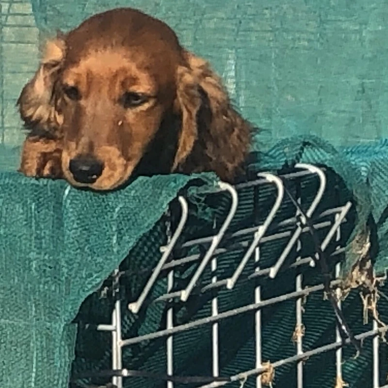 Mini Dachshund Longhair Dogs Puppies Gumtree Australia