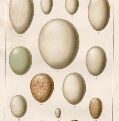 Bird Eggs of Owl, Kingfisher and Other Species 1911 Antique Chromolithograph