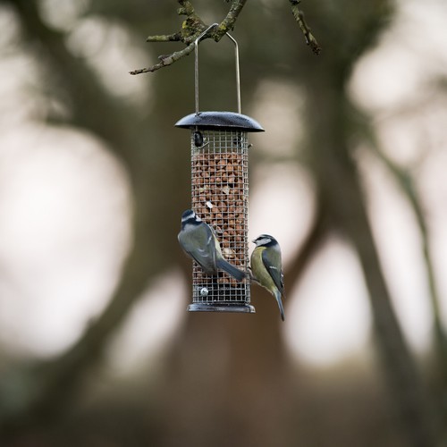 Kingfisher Natures Market Premium Wild Bird Hanging Peanut Garden Nut Feeder - Picture 6 of 7