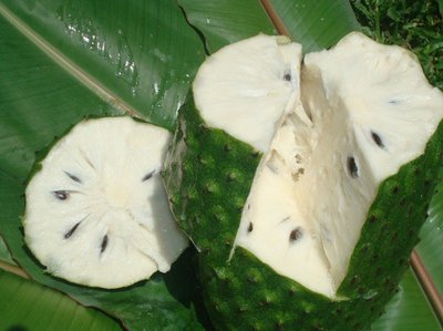 Graviola (Soursop) Fruit Powder 10:1 Extract 2.2 lb Guanabana Annona Muricata 
