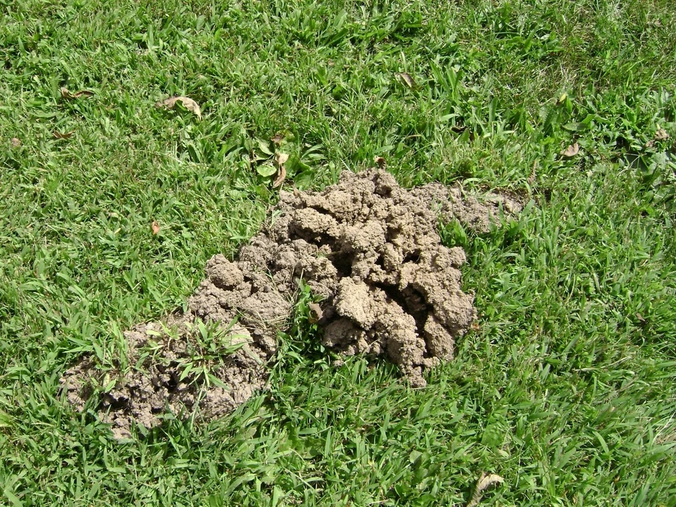 Tomcat Mole Killer, 10 cebos/paquete Foto 2 de 4