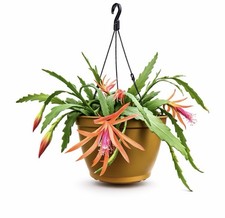 Epiphyllum .Cactus Orchidée - Couleur Saumon . Lot De 3 Boutures Sans Racines