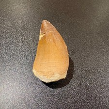 Large Mosasaur Tooth Fossil 46mm Genuine Morocco Cretaceous Display Specimen