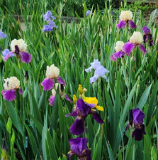 20x Starter Bulb/Rhizomes - MIXED VARIETIES/COLORS BEARDED IRIS - FRESH
