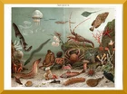 Aquarium + original print/lithograph from 1895 + aquarium, fish, crabs, sponges