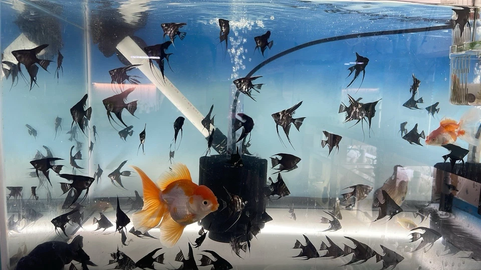 Angel Black Veil Angelfish Nickel Size Body School of 4 - Image 2 of 4