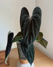 Anthurium (Carla FSRL) X RLFS RLSelf 2 Community Pots Of One Leaf Seedlings