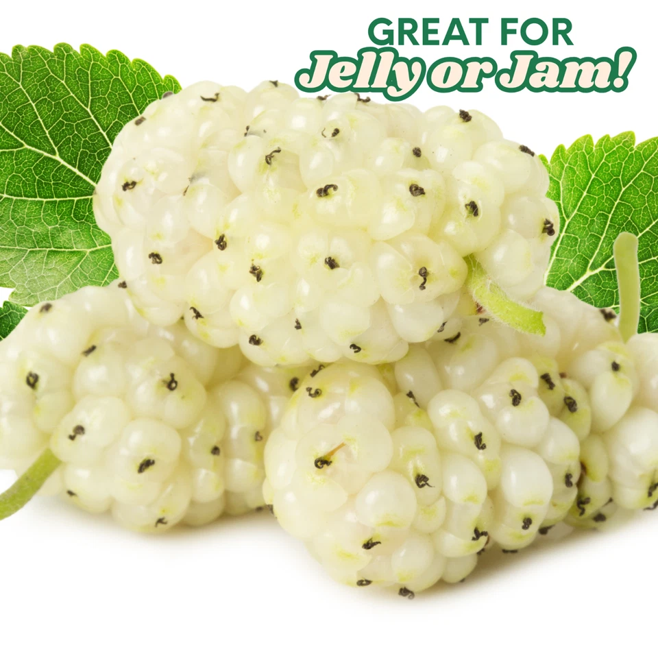 2 White Mulberry Trees - Morus alba tatarica - 2–3 ft Bare Root - Hardy & Edible - Image 4 of 4