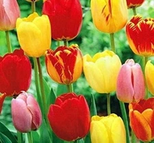 Tequila Sunrise Tulip Bulbs for Planting