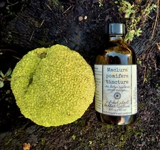 maclura pomifera tincture  osage  hedge apple herbal extract , 4 oz size