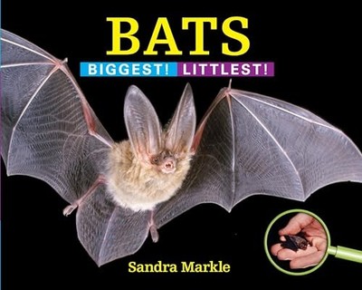 Bats: Biggest! Littlest!, Sandra Markle