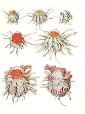 1977 VINTAGE LAROUSSE "THORNY OYSTERS" GORGEOUS MOLLUSKS COLOR Art Lithograph