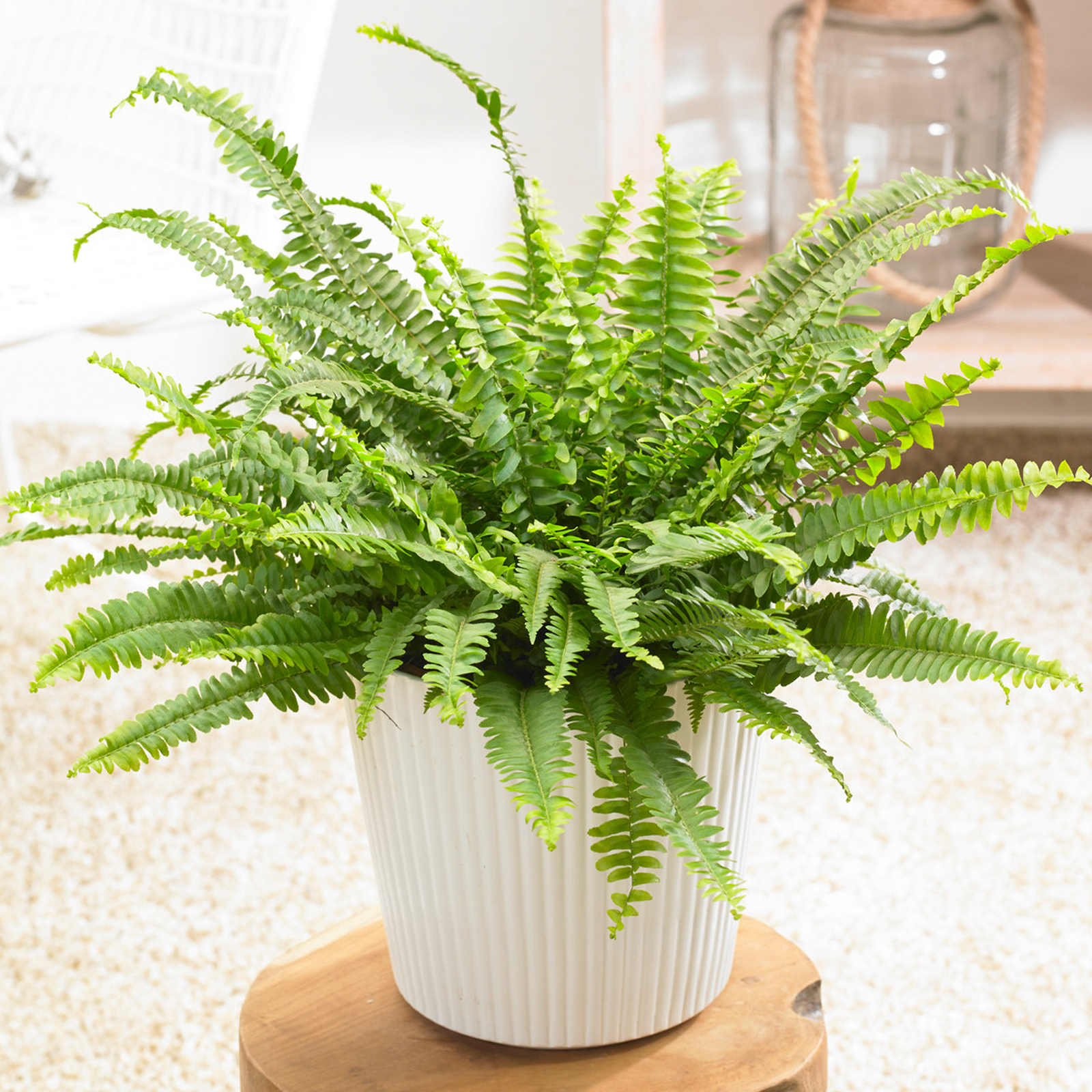 1 x Nephrolepis Boston Fern Stunning Bushy Indoor Plant 25-35cm with Pot