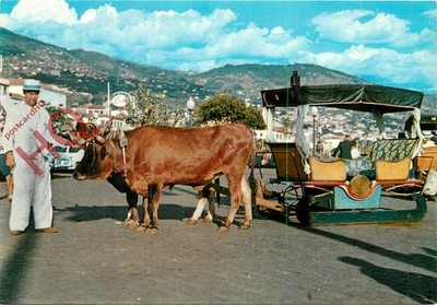 Ansichtskarte; Funchal, Carro De Bois, Bullock Carro