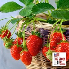 2300+ Seeds Perpetual Strawberry Four Seasons Strawberry Seeds Fruit Seed for