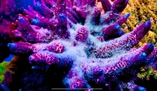 CCH Chewbacca- Live Coral Frag SPS/Acropora