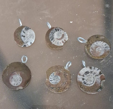 Lot of 6 Ammonite Fossil Slice Pendant Charms w/ Metal Bails, Multiple Pieces
