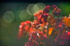 Trioplan Modified for Helios 44 M Soviet lens, M42 mount