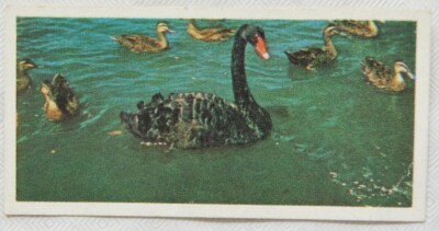 Lyons Teekarte Australien Nr. 11 Black Swan