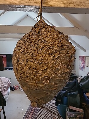 Massive Bald Faced Hornets Nest