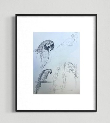 ORIGINAL ANIMAL DRAWING, MACAW STUDY, BIRD, HAND DRAWN PENCIL on Paper 12X9 ART