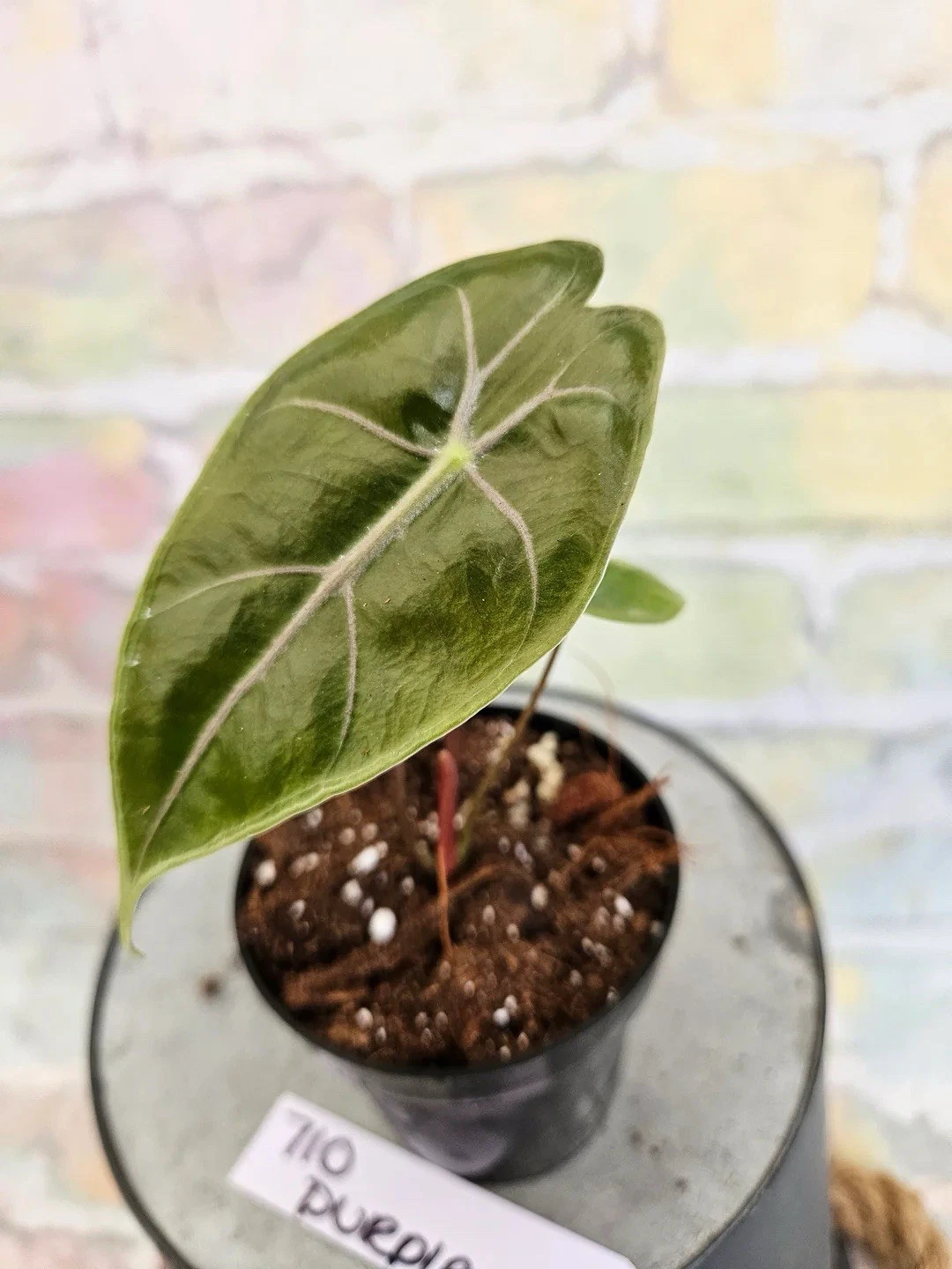 ALOCASIA PURPLE VEIN
