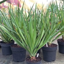 Dracena draco, 9 ltr. doniczka