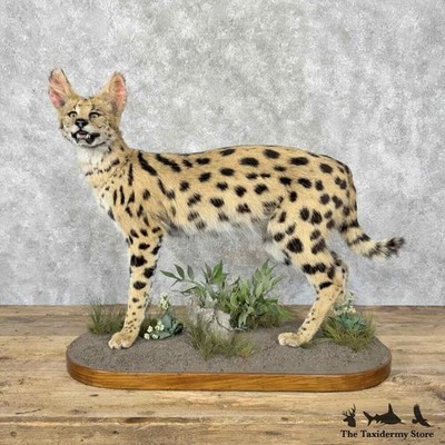 #31595 WC | West/Central African Serval Life-Size Taxidermy Mount For Sale