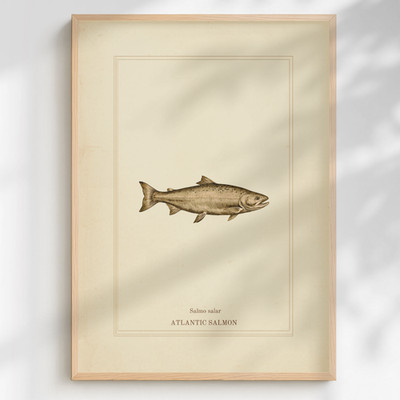 Atlantic Salmon Etching Print Salmo salar | Engraving Fish Wall Art