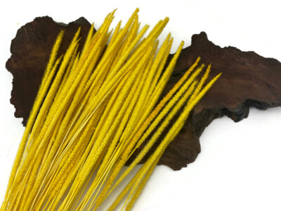 60 Pieces - 18-22'' Dyed Yellow Thousand Grass Reed Preserved Dried Botanical 