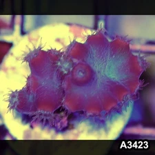 Item#A3423SP3423(S) WYSIWYG Aussie Ultra Unique Turbinaria Heronensis Frag