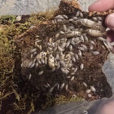 20   Dairy Cow  Isopods LIVE Porcellio laevis  Potential Free Springtails 