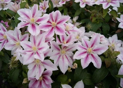 Clematis ANDROMEDA Waldrebe Weiß-Rosa Blüten - 2x im Jahr - Bild 1 von 4
